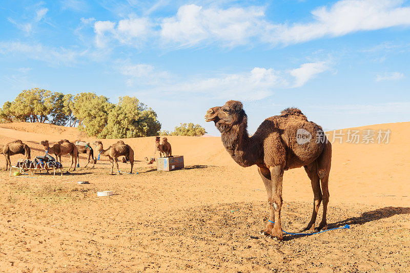 摩洛哥Merzouga附近Erg Chebbi沙丘中的骆驼